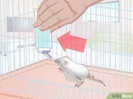 Share ke tattoos for men on hand in words. 3 Ways To Save A Baby Wild Mouse Wikihow