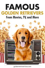 Famous Golden Retrievers Golden Retriever Retriever Puppy Day