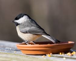 For birders and identification of wild birds. Central Texas Backyard Birds Travis Audubon