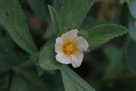 Image result for Sida serratifolia