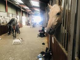 le seul centre equestre de merignies menace de devoir quitter le nouveau jeu est finalement sauve