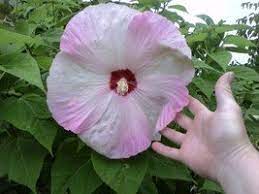 Conceived with relaxing seclusion and natural luxury in mind, hibiscus condominium resort covets a gorgeous slice of st. Hardy Hibiscus Hardier Than You Think Dave S Garden