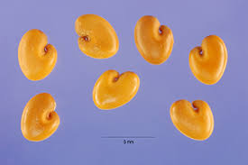 Image result for Crotalaria paulina