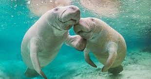 Seacow Social Seacow Social Media Website For Social Manatees Sea Cows Dugongs And Other Sirenians