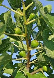 Image result for Ficus oreodryadum