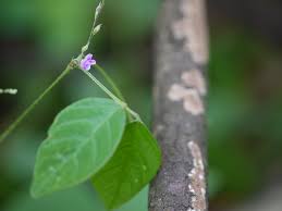 Image result for Teramnus