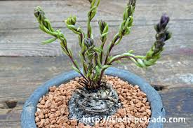 Image result for Aeollanthus subacaulis