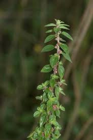 Image result for Pouzolzia parasitica