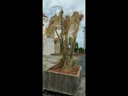 Keeping the plant in a warm and very dry throughout this process helps prevent rotting. Ponytail Palm Rescue Youtube