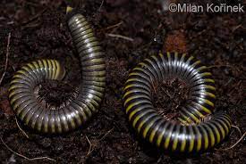 These native species do not aggregate in homes. Image Anadenobolus Monilicornis Yellow Banded Millipede Biolib Cz