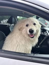 Found Great Pyrenees in Snellville, please identify