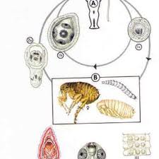 Bei der auswahl einer parasitenkur müssen u.a. Pdf Wurm Krankheiten Durch Absichtlichen Oder Unabsichtlichen Verzehr Von Arthropoden