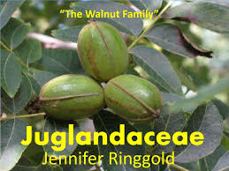 Image result for Juglandaceae
