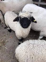 These Blacknose Sheep Are Real Eventhough They Look Like Stuffed Animals Pet Sheep Animals Cute Sheep