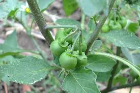 Image result for Solanum scabrum
