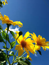 Maybe you would like to learn more about one of these? Yellow Flower In Blue Sky Imagens Azuis Paisagem Flores Imagens Aleatorias
