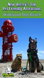 New Jersey S Top Pet Friendly Attraction Wildwood Dog Beach Dog Beach Dog Friendly Beach Dog Friendly Vacation