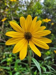 Image result for Helianthus angustifolius