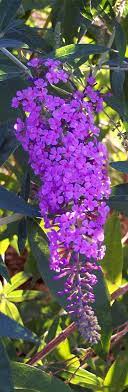 Grow Butterfly Bush Here S Why And How The Garden Glove Planting Flowers Butterfly Bush Beautiful Gardens