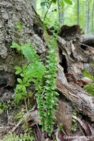 Image result for Asplenium africanum