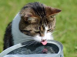 One common reason why your cat is drinking too much water could be the warm weather. Easy Tips For Getting Your Pets To Drink More Water