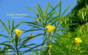 In west bengal, the day is celebrated as saraswati puja, where people offer prayers to saraswati, the goddess of wisdom. Vasant Panchami Vasant Panchami Dates Schedule And Timing 2021 Next Vasant Panchami Festival On 16 February 2021 Bhaktibharat Com