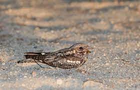 Дмитрий белосохов, эльбор чернов, андрей матвеев. Ziegenmelker Natur Brandenburg