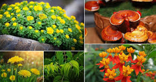 Flowers can also be used as an edible garnish. 48 Best Medicinal Plants With Their Benefits Balcony Garden Web