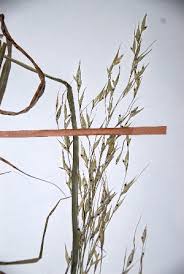 Image result for Danthoniopsis dinteri