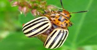 If you paid attention in history class, you might have a shot at a few of these answers. What Plant Does The Colorado Beetle Trivia Questions Quizzclub