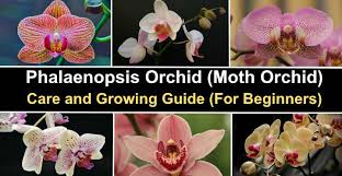 Read more what is the best potting media? Phalaenopsis Orchid Moth Orchid Care And Beginner S Growing Guide