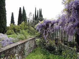 Dining products(1) garden supplies(4) home decor(3) home storage & organization(1) household chemicals(1) household cleaning address:ivikou, limassol, cyprus, cyprus. Wisteria And Italian Cyprus Trees In An Old Garden Beautiful Cyprus Trees Amazing Garden Ideas Cyprus Gardens