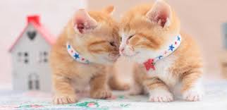 Dengan mengetahui cara merawat anak kucing akan membantu pertumbuhan kucing menjadi lebih sehat. Cara Merawat Anak Kucing Yang Baru Lahir Walau Tanpa Induk