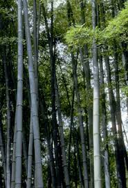 Image result for Oreobambos