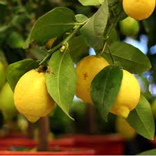 Interspecific hybrid fruit trees are crosses from different fruit tree species to make a unique new fruit. Improved Meyer Lemon Tree For Sale Online Citrus Com Meyer Lemon Tree Lemon Tree Lemon Plant