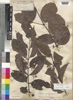 Image result for Psydrax parviflora