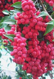 Image result for Syzygium rowlandii