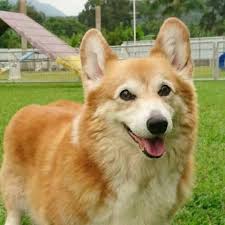 Ridgewood corgi puppies for sale in pa are extremely bright as well as charming. Pembroke Welsh Corgi