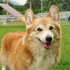 Corgi shelters and rescues in california. Pembroke Welsh Corgi