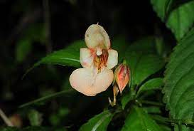 Check spelling or type a new query. 15 Rare Flowers In India Types Of Rare Beautiful Flowers