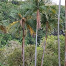 Image result for Acanthophoenix rubra