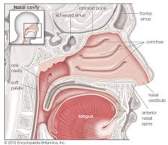 The nasal cavity extends from the external opening, the nostrils, to the pharynx (the upper section of the throat), where it joins the remainder of the respiratory system. Nasal Cavity Anatomy Britannica