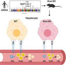 Compara las siguientes rutas para viajar de santa barbara santa cruz island a allentown. Ilrun A Human Plasma Lipid Gwas Locus Regulates Lipoprotein Metabolism In Mice Circulation Research