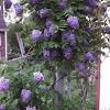 Wisteria floribunda has the longest, some of its varieties having clusters 36 in. 1