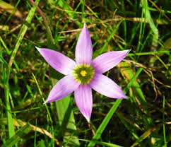 Image result for Romulea