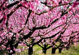 It was then that our dad saw peach flowers blossoming on a tree despite the cold weather. Belle Of Georgia Peach Tree For Sale The Tree Center