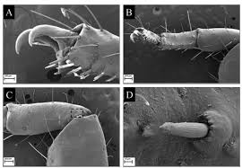 Image result for Lepturus