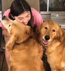 Our next litter of golden retrievers will be available for adoption reserve a puppy with a deposit. Collins Akc Golden Retriever Home Facebook