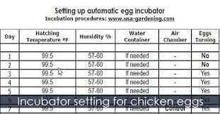 Pin On Incubating And Hatching Chicken Eggs Procedures
