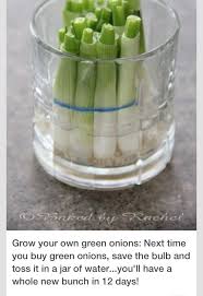 Today l show you how easy it is to grow spring onions / scallions in your garden from store bought ones. How To Grow Your Own Green Onion Food Green Onions Food Hacks